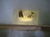 ����������� � ������� ����. � ��� ��� ���������� ��������