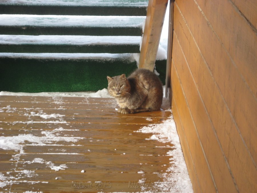 ������ ���