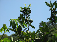 IMG_7962.jpg