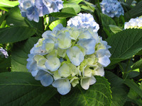 IMG_7975.jpg