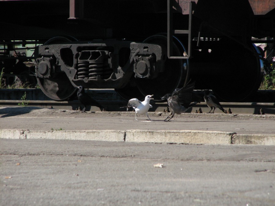 ����� ������ �����