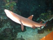 IMG_9313.jpg