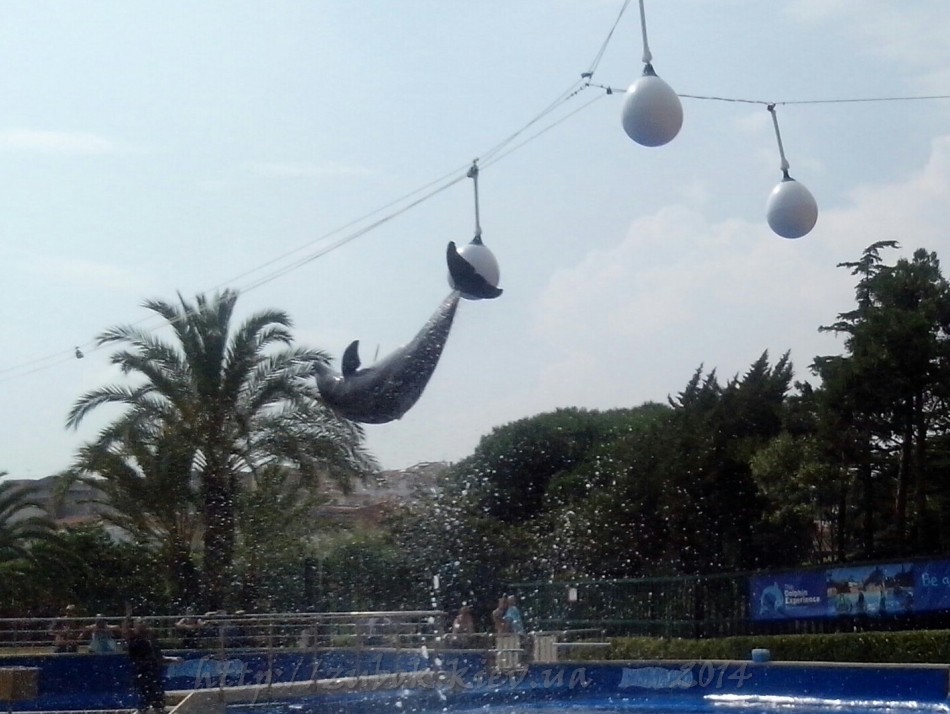 IMG_20140626_180347-1.jpg
