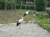 IMG_0245.jpg